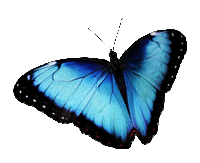 butterflies g6ff46600f 1920